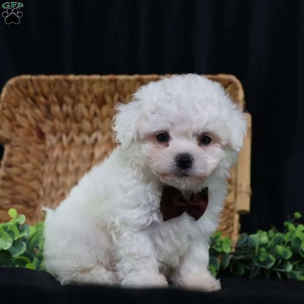 Nicky (Tiny), Bichon Frise Puppy